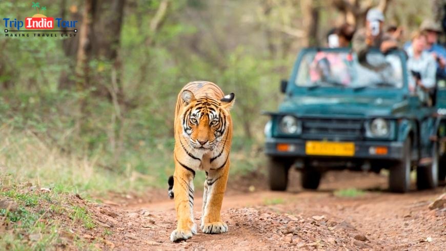 Golden Triangle Tour with Bharatpur and Ranthanbore 7N/8D